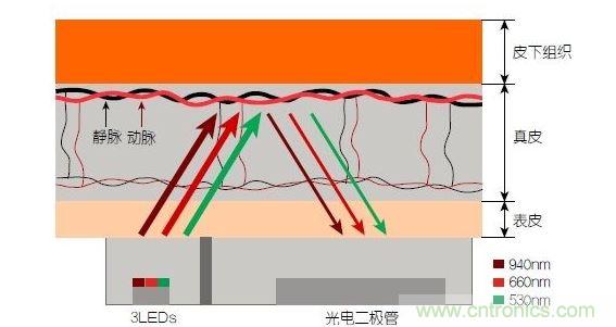 反射光脈搏測量原理。傳感器發出的光透過皮膚和組織，一部分被吸收，一部分被反射回檢測器。因為動脈中的血流量隨心臟的每次跳動會有所變化，因此光線被吸收的量以及檢測器收到的信號強度也會隨之發生改變。綠光可以在手腕處提供最佳結果，而紅光和紅外光一般用于手指測量。 8
