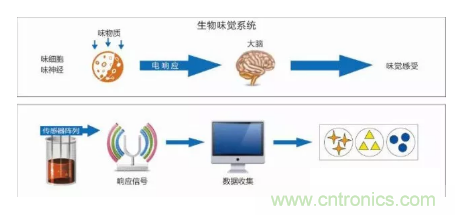 仿生傳感器的定義、原理、分類及應(yīng)用