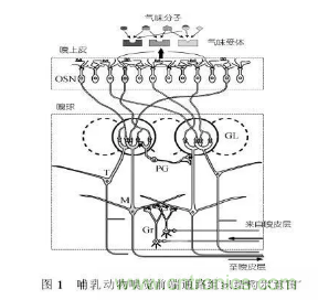 仿生傳感器的定義、原理、分類及應(yīng)用